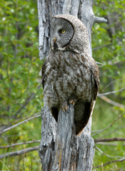 Great Gray Owl