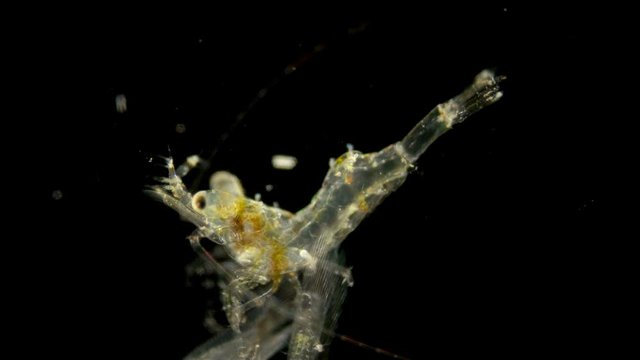 The Black Sea plankton and zooplankton under the microscope, the shrimp larva at the zoea stage, have spikes, most likely to protect against predators or belong to a certain species