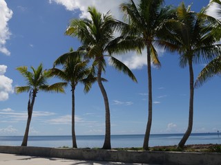 Obraz premium Coconut trees along the beach at S Roosevelt Boulevard, Key West, Florida.