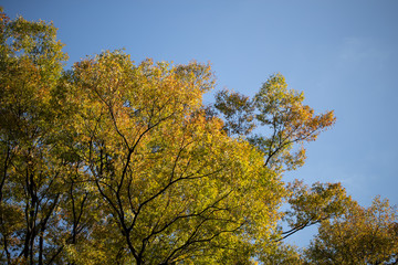 Fototapeta premium 公園