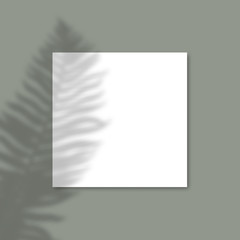Square Paper Mockup with realistic shadows overlays Fern leaf on green background. Vector Shadow Of A Tropical Plant.