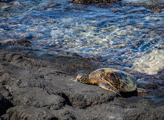 Obraz premium One giant sea turtle rests next to clear clean water on the big island of Hawaii