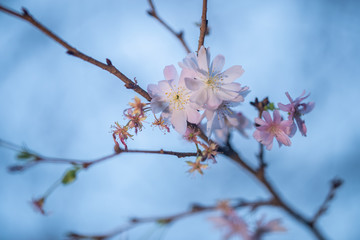 10月桜