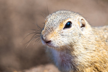 European ground squirrel, Spermophilus citellus, aka European souslik. Small cute rodent in natural habitat
