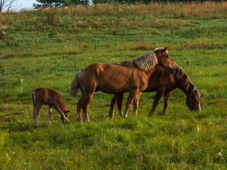 Fototapeta premium Amish Work Horses
