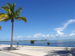 Beautiful coastal view with a coconut tree along S. Roosevelt Boulevard in Key West, Florida.
