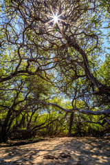Fototapeta na wymiar Sun bursts through tangled branches the beach of Anaehoomalu Bay Hawaii