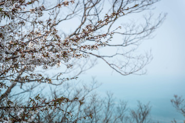 tree in sky background