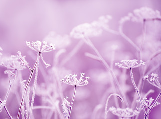 Dried flowers in a meadow in white hoarfrost. Magic photo of white hoarfrost on plants. soft...