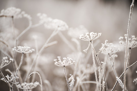 Dried flowers in a meadow in white hoarfrost. Magic photo of white hoarfrost on plants. soft selective focus.