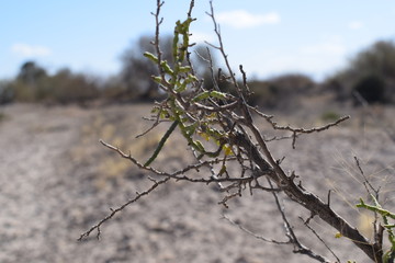 Desert bush -4