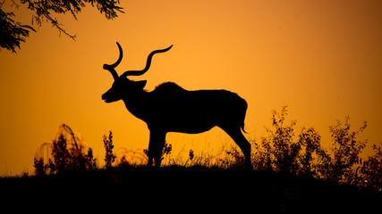 Kudu bull dark silhouette at sunset time. African antelope with typical twisted horns