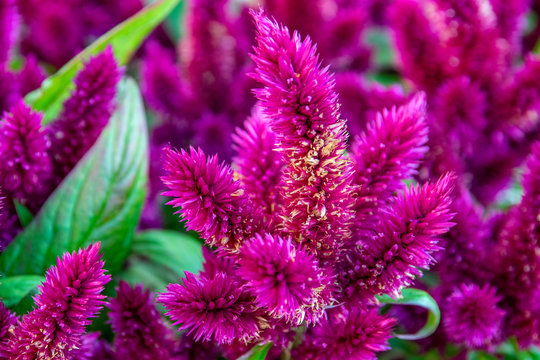 beautiful blooming blood amaranth. flowers in bloom close-up