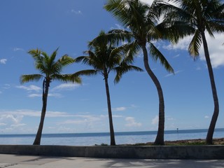 Fototapeta na wymiar Row of coconut trees growing along a coastal road in Florida.