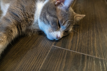 Gray domestic cat laying relaxed on wooden floor indoors