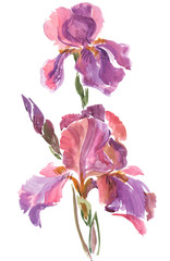 Fototapeta na wymiar Watercolor on white: quick sketch of the pink iris