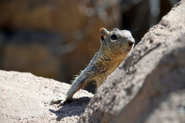 squirrell on a rock