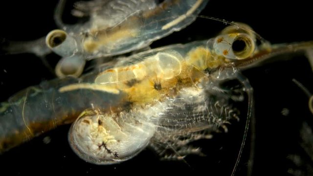 Black Sea plankton and zooplankton under a microscope, Mysid shrimp, looks very much like a shrimp, class Malacostraca, type Arthropoda, in the video female with embryos in brood pouch