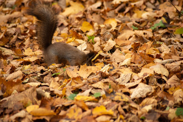 Bright photo of squirrels in dry foliage