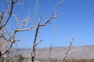 Dry bush-4