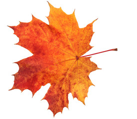 Autumn maple leaf isolated on white background. Save work path.