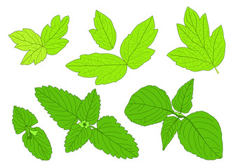 Green Leaves fresh abstract isolated on white background illustration vector