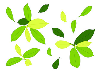 Green Leaves fresh abstract isolated on white background illustration vector