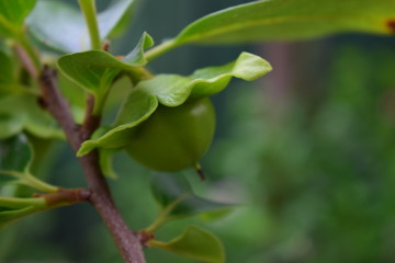 green leaves of a tree