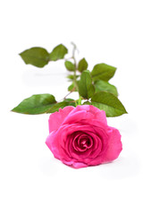 Beautiful single pink rose isolated on white background