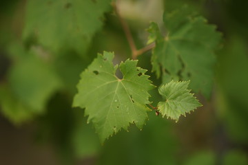 Young grape leaves small and large grow in the garden.
