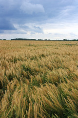 Golden ears of wheat in the field