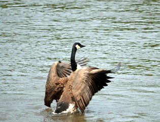 goose in water