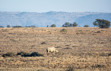 Black Rhino