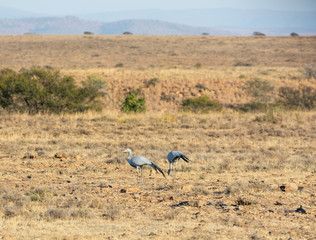 Blue Cranes