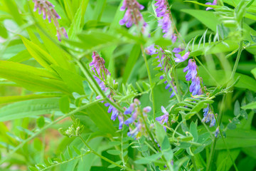 Blooming Vicia cracca, also tufted vetch, cow vetch, boreal vetch, bird vetch