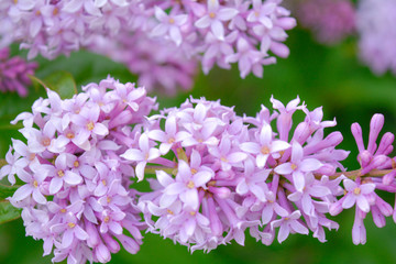 Lilac shrub flower blooming in spring garden. Common lilac Syringa vulgaris bush