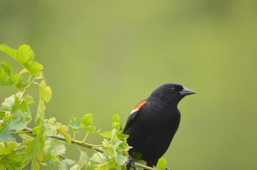 blackbird on a branch