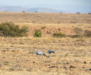 Blue Cranes