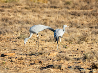 Blue Cranes