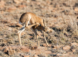Juvenile Springbok