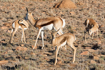 Juvenile Springbok