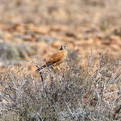 Rock Kestrel