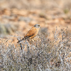 Rock Kestrel