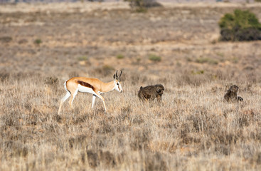 Springboks And Baboons