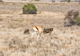 Springboks And Baboons