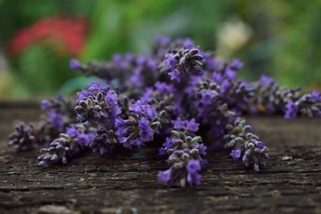 bunch of lavender on a background