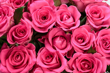 Pink Roses Bunch. Close Up.Abstract Background