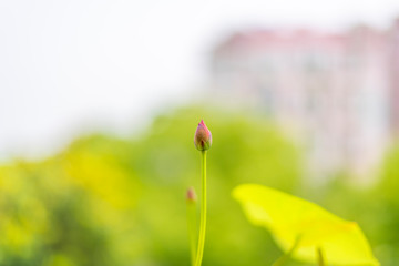 Two pink lotus flowers in the green leaves 