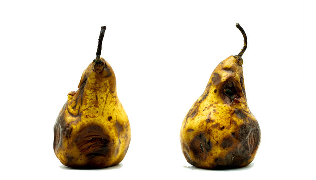 Rotten decay pear isolated on white background. Unhealthy food for people.