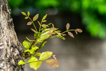 Small new branch growing on tree